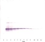 TL1A Antibody in Western Blot (WB)