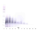 beta-3 Defensin Antibody in Western Blot (WB)