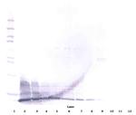 beta-3 Defensin Antibody in Western Blot (WB)