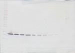 CRP Antibody in Western Blot (WB)