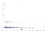 GITRL Antibody in Western Blot (WB)