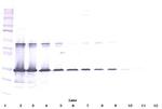 Galectin 3 Antibody in Western Blot (WB)