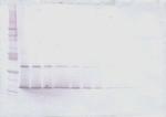 IL-28A Antibody in Western Blot (WB)