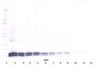 IL17B Antibody in Western Blot (WB)