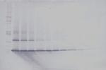 IL17B Antibody in Western Blot (WB)