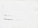 IL-31 Antibody in Western Blot (WB)