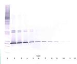 IL-5 Antibody in Western Blot (WB)