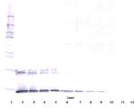 IL-5 Antibody in Western Blot (WB)