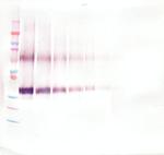 WNT1 Antibody in Western Blot (WB)