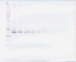 WNT3A Antibody in Western Blot (WB)