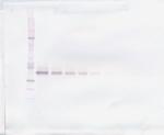 WNT3A Antibody in Western Blot (WB)