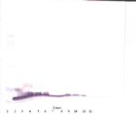 betacellulin Antibody in Western Blot (WB)