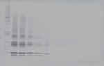 CTAGE5 Antibody in Western Blot (WB)