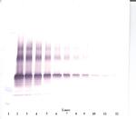 NOV Antibody in Western Blot (WB)