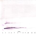 TSLP Antibody in Western Blot (WB)