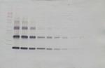 IL-33 Antibody in Western Blot (WB)