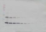 IL-33 Antibody in Western Blot (WB)