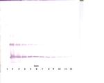 IL-33 Antibody in Western Blot (WB)