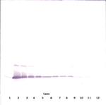 IL-17A Antibody in Western Blot (WB)