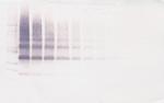 VEGFB Antibody in Western Blot (WB)