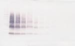 VEGFB Antibody in Western Blot (WB)