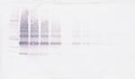 VEGFB Antibody in Western Blot (WB)