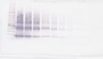 VEGFB Antibody in Western Blot (WB)