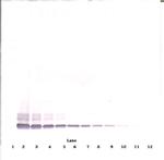 DEFB104A Antibody in Western Blot (WB)