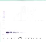 VEGF-165 Antibody in Western Blot (WB)