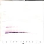 IL-7 Antibody in Western Blot (WB)