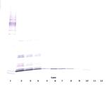 IL-7 Antibody in Western Blot (WB)