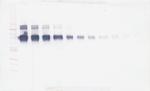 ICAM-1 Antibody in Western Blot (WB)