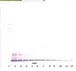 CXCL10 Antibody in Western Blot (WB)