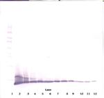 CXCL10 Antibody in Western Blot (WB)