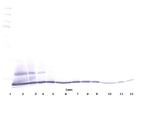 CCL27 Antibody in Western Blot (WB)