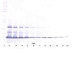 FAS (soluble) Antibody in Western Blot (WB)