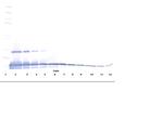 CCL28 Antibody in Western Blot (WB)