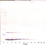 IL-9 Antibody in Western Blot (WB)