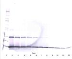 IL-9 Antibody in Western Blot (WB)