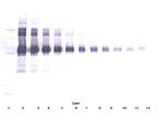 VCAM-1 Antibody in Western Blot (WB)