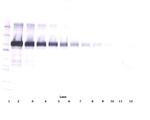 VCAM-1 Antibody in Western Blot (WB)