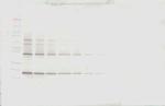 TRAIL Antibody in Western Blot (WB)