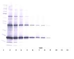 TRAIL Antibody in Western Blot (WB)