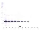 TRAIL Antibody in Western Blot (WB)