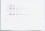 MMP2 Antibody in Western Blot (WB)