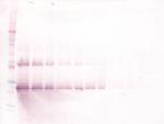 Oncostatin M Antibody in Western Blot (WB)