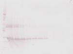 Oncostatin M Antibody in Western Blot (WB)