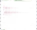 Osteopontin Antibody in Western Blot (WB)