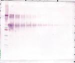 Osteopontin Antibody in Western Blot (WB)