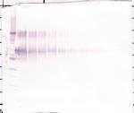 Osteopontin Antibody in Western Blot (WB)